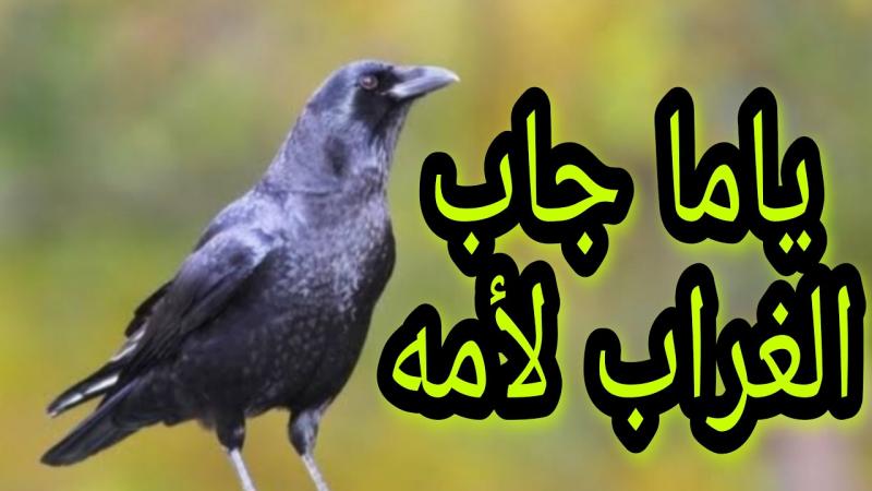 حكاية مثل ”ياما جاب الغراب لأمه” والمخزن السرّي الذي حيّر الجميع