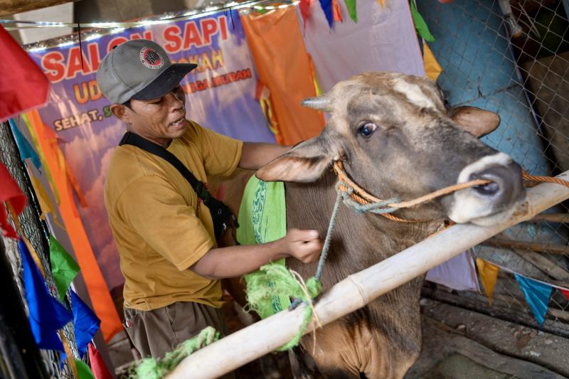 للحيوانات حظوظ .. صالون لتديلك الأبقار قبل عيد الأضحى