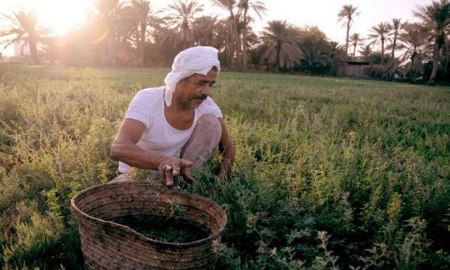 الحكومة :  "كارت الفلاح" يساعد على وصول الدعم لمستحقيه